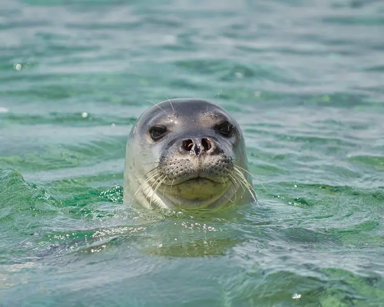 Mediterranean Monk Seal | Zoopedia Wiki | Fandom