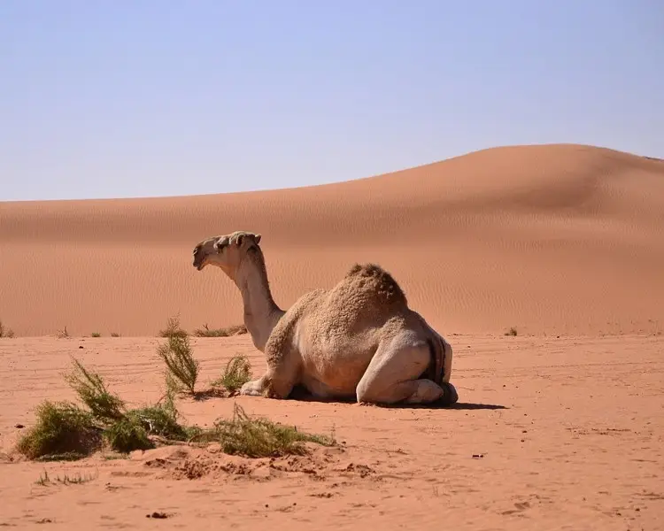 Dromedary Camel Zoopedia Wiki Fandom