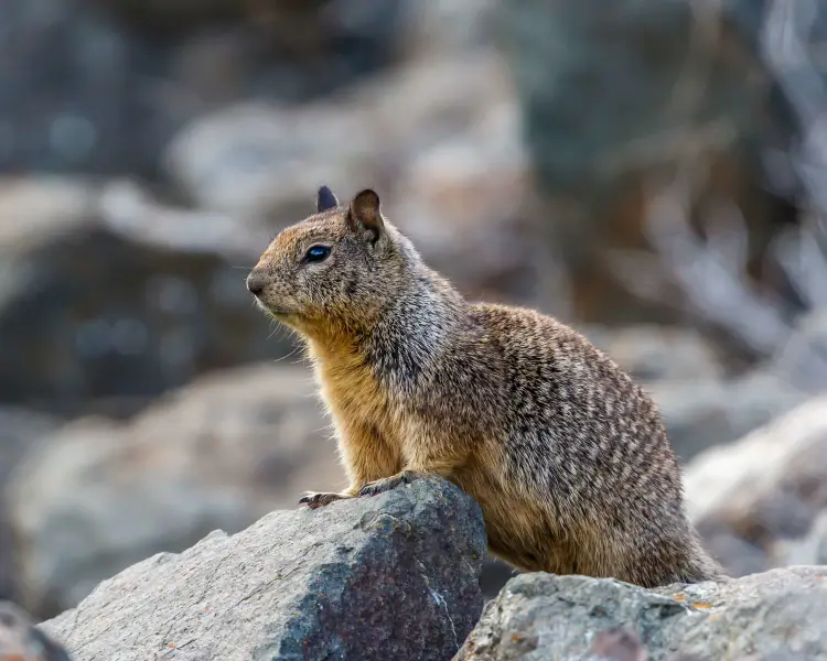 California Ground Squirrel Zoopedia Wiki Fandom