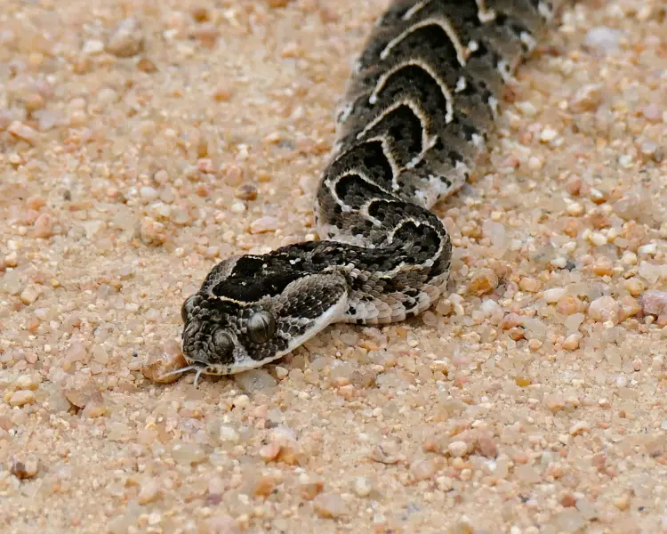 Puff Adder Zoopedia Wiki Fandom