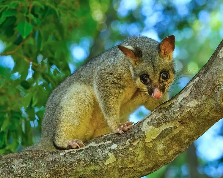 Common Brushtail Possum Zoopedia Wiki Fandom Common Brushtail Possum Zoopedia Wiki Fandom