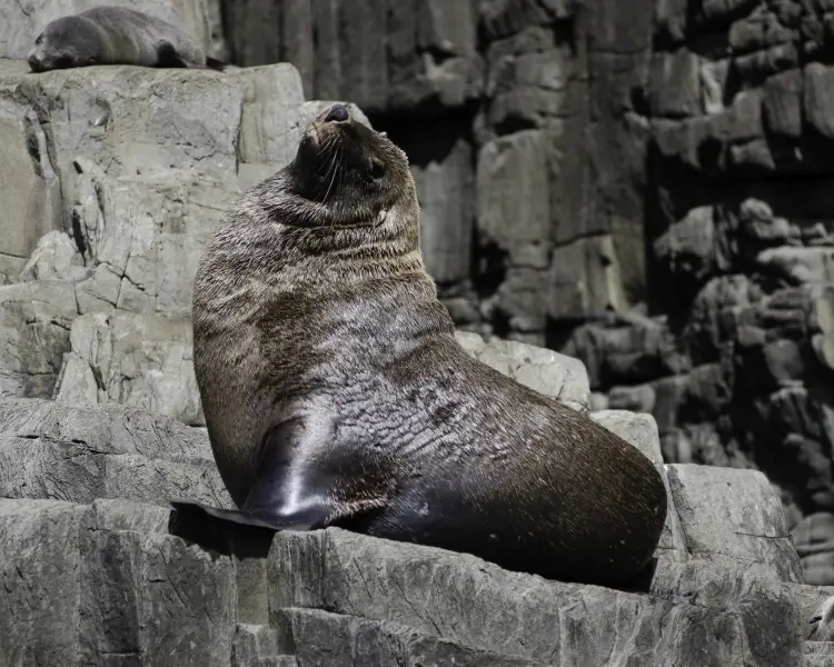 Australian Fur Seal Zoopedia Wiki Fandom