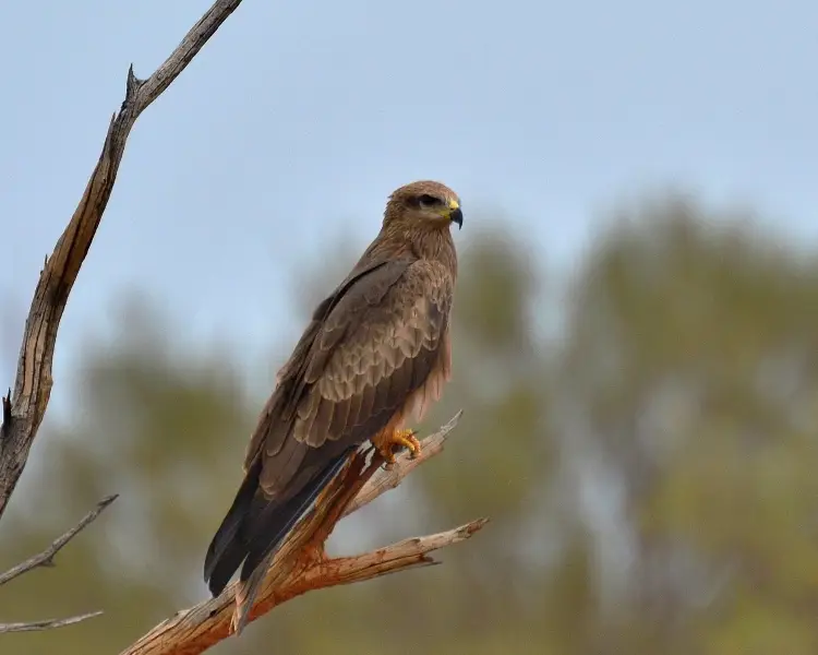 Black Kite Zoopedia Wiki Fandom
