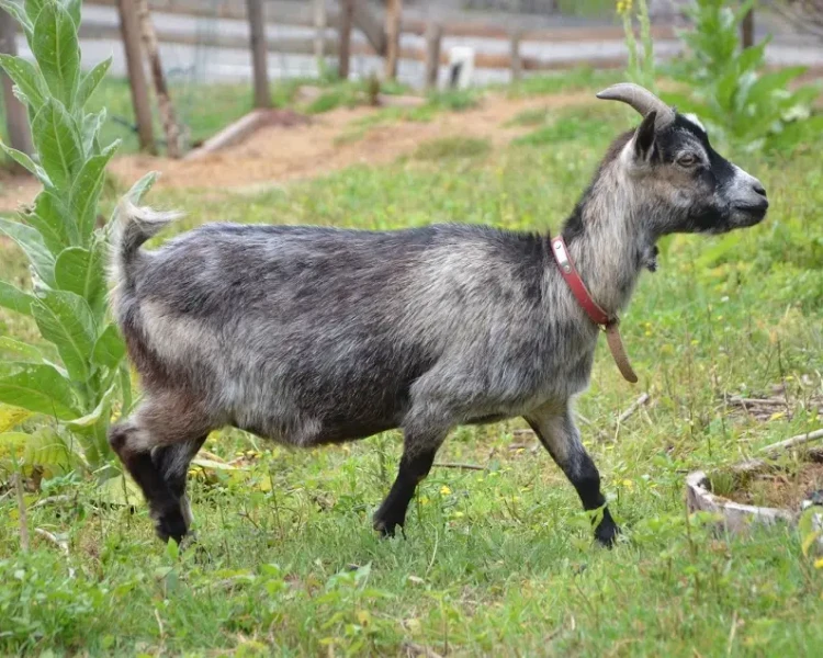 goat milk powder new zealand