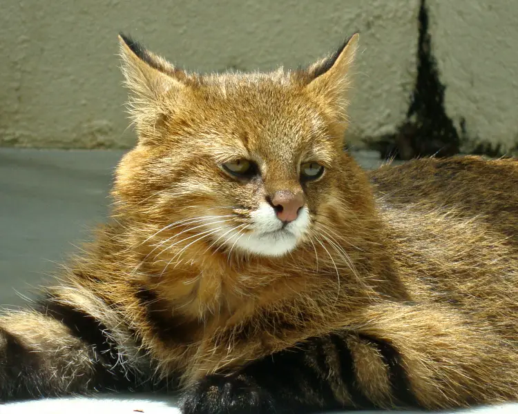 Pampas Cat Zoopedia Wiki Fandom