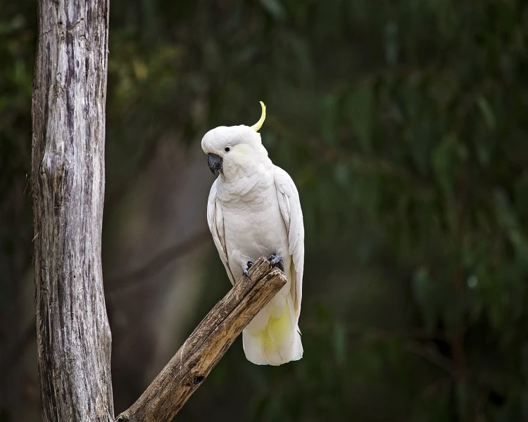 SulphurCrested Cockatoo Zoopedia Wiki Fandom
