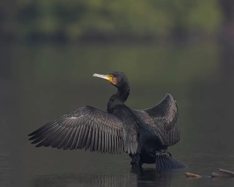 Great Cormorant Zoopedia Wiki Fandom
