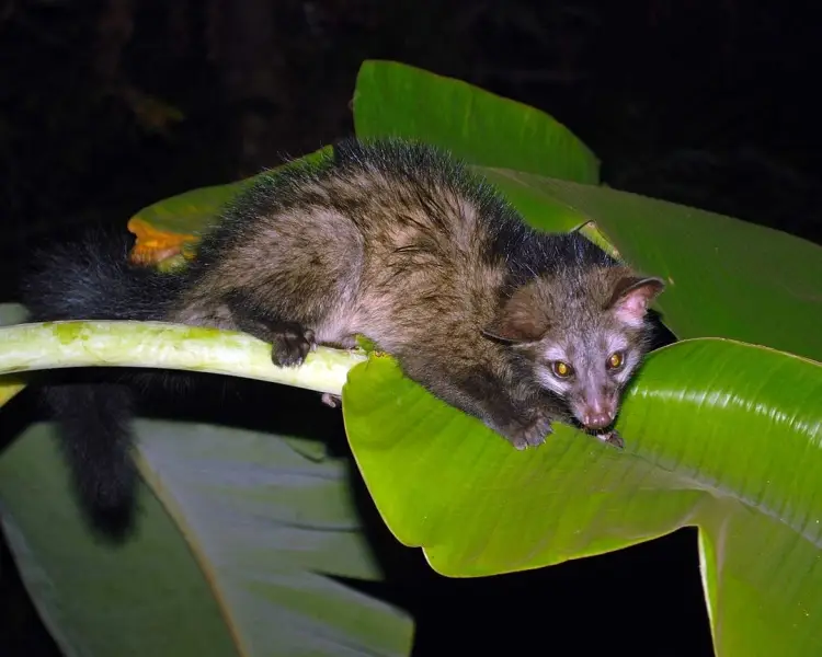 Asian Palm Civet | Zoopedia Wiki | Fandom