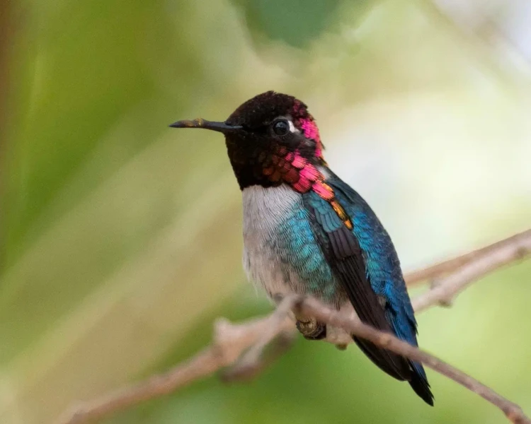 Bee Hummingbird | Zoopedia Wiki | Fandom