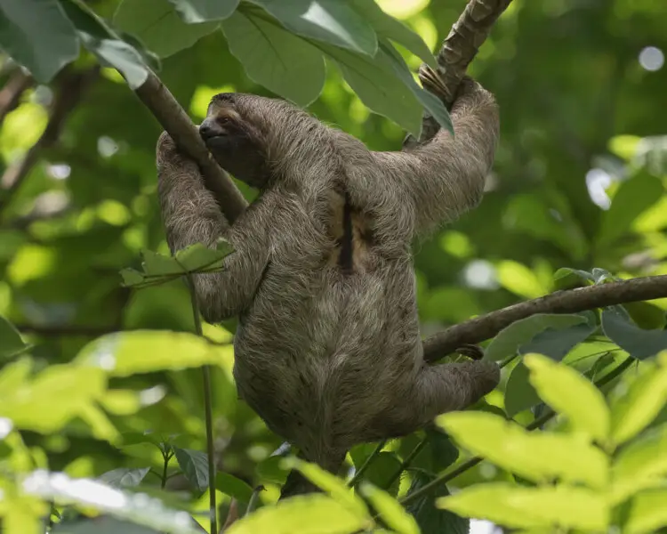 Brown Throated Three Toed Sloth Zoopedia Wiki Fandom