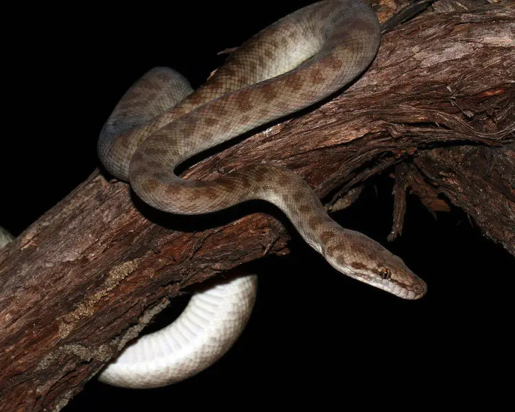 Children's Python | Zoopedia Wiki | Fandom