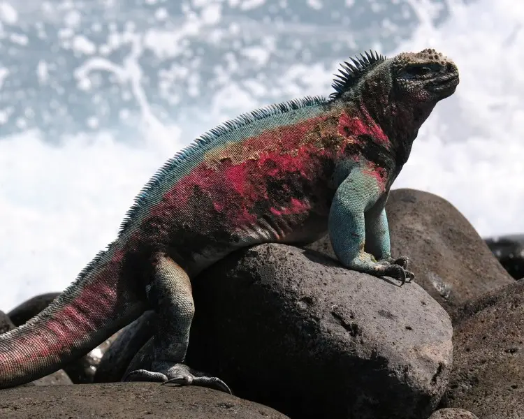 Marine Iguana Zoopedia Wiki Fandom
