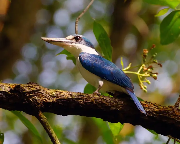 Collared Kingfisher Zoopedia Wiki Fandom