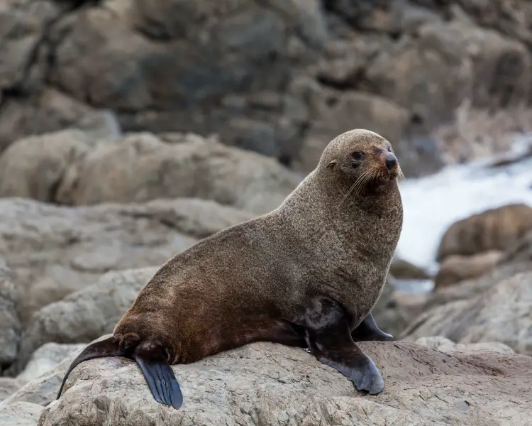 New Zealand Fur Seal Zoopedia Wiki Fandom