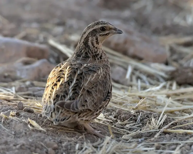 Common Quail | Zoopedia Wiki | Fandom