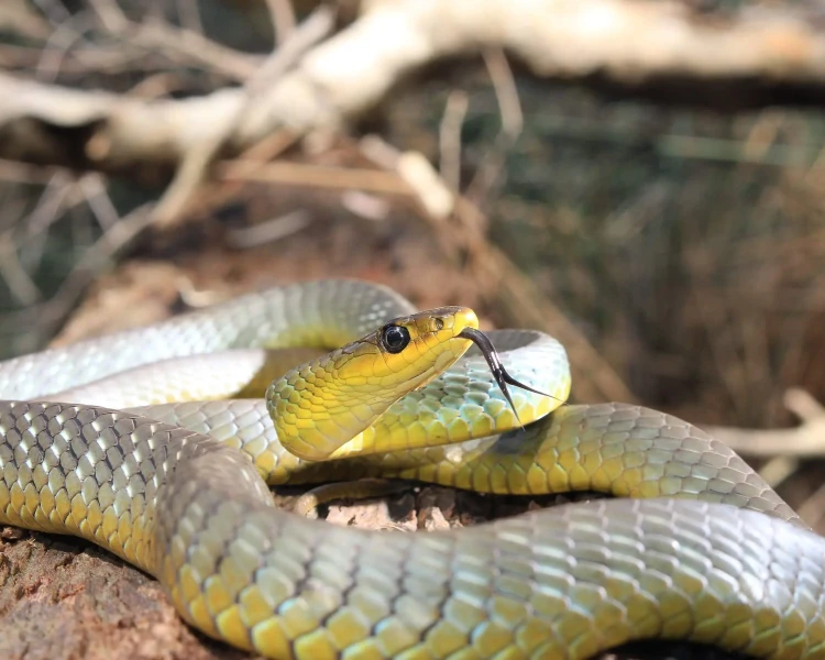Common Tree Snake Zoopedia Wiki Fandom