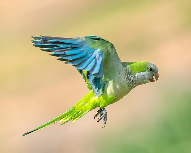 Monk Parakeet Zoopedia Wiki Fandom