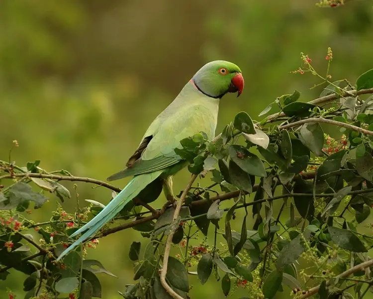 RoseRinged Parakeet Zoopedia Wiki Fandom