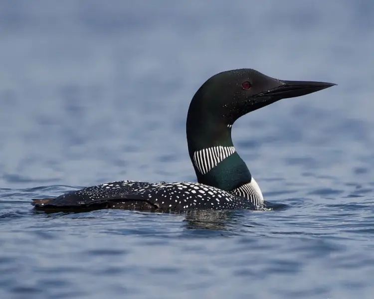 Common Loon Zoopedia Wiki Fandom
