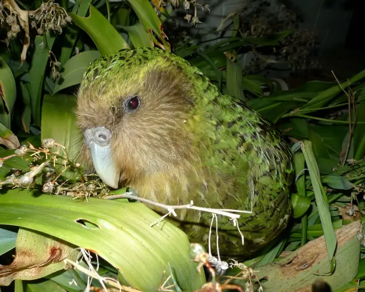 Kakapo | Zoopedia Wiki | Fandom