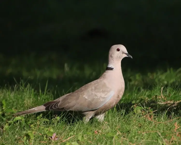 Eurasian Collared Dove Zoopedia Wiki Fandom