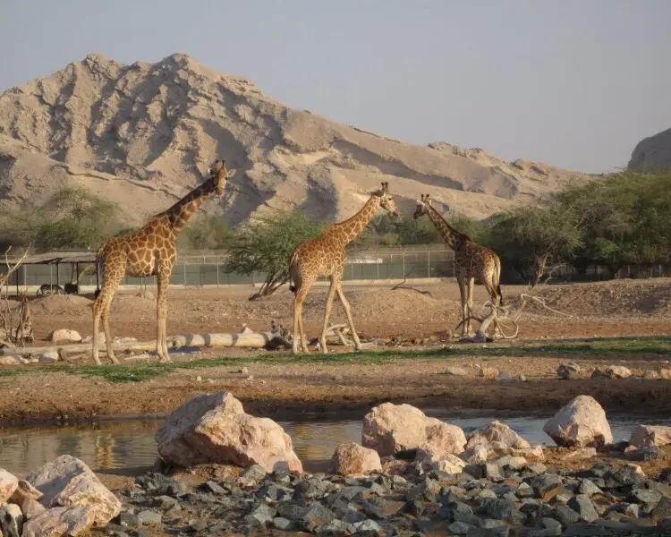Nubian giraffe | Zoopedia Wiki | Fandom