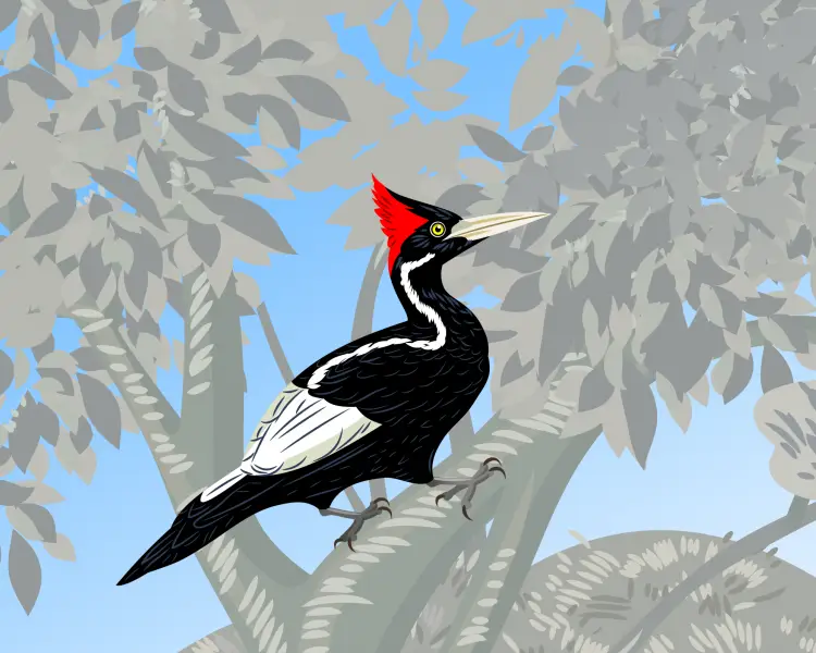 IvoryBilled Woodpecker Zoopedia Wiki Fandom