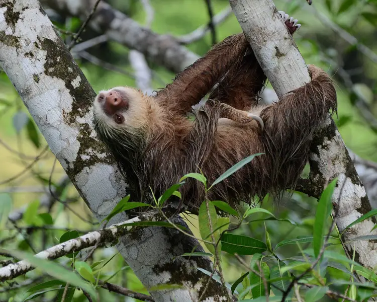 Hoffmann's Two-Toed Sloth | Zoopedia Wiki | Fandom