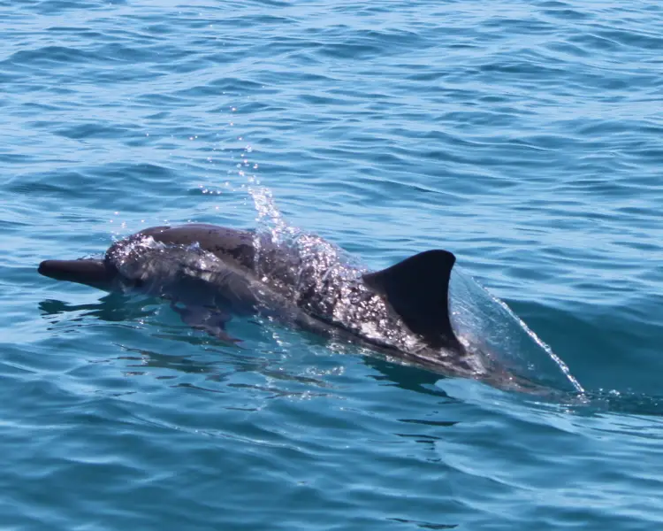 Spinner Dolphin Zoopedia Wiki Fandom