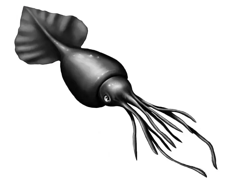 Colossal squid | Zoopedia Wiki | Fandom
