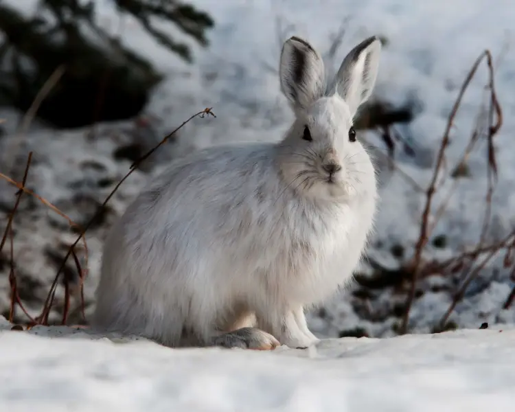 Snowshoe Hare Zoopedia Wiki Fandom