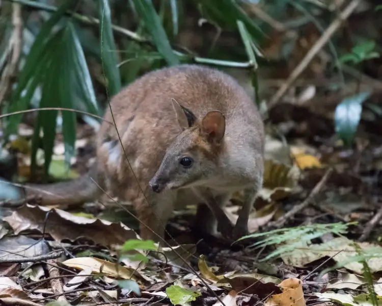 RedLegged Pademelon Zoopedia Wiki Fandom