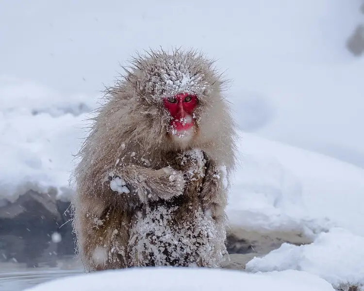 Japanese Macaque Zoopedia Wiki Fandom