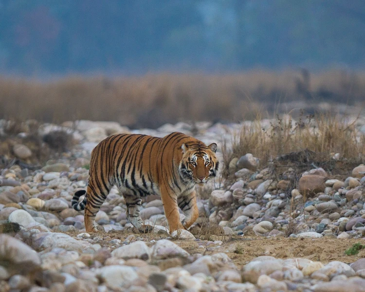 Zoopedia Bengal vs Siberian tiger size.