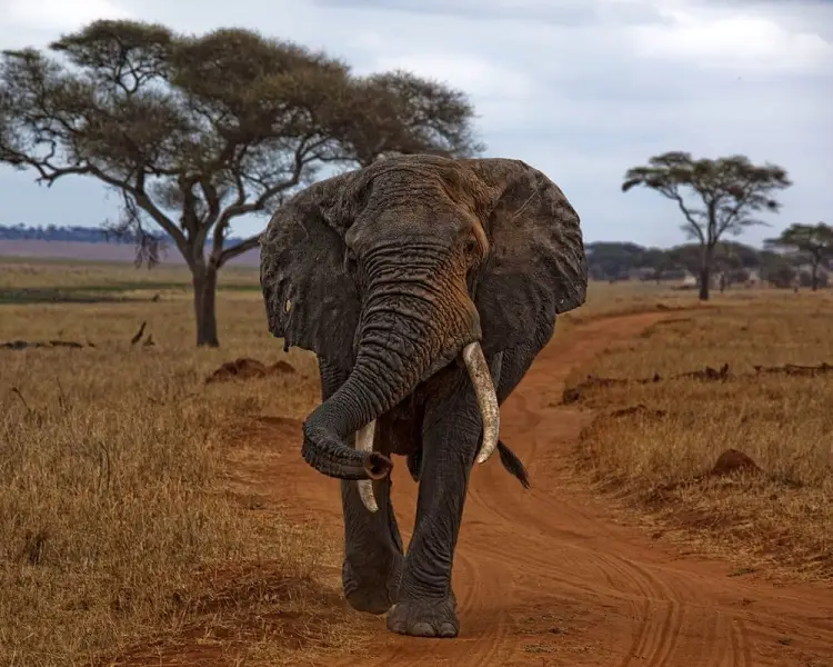 African Bush Elephant | Zoopedia Wiki | Fandom