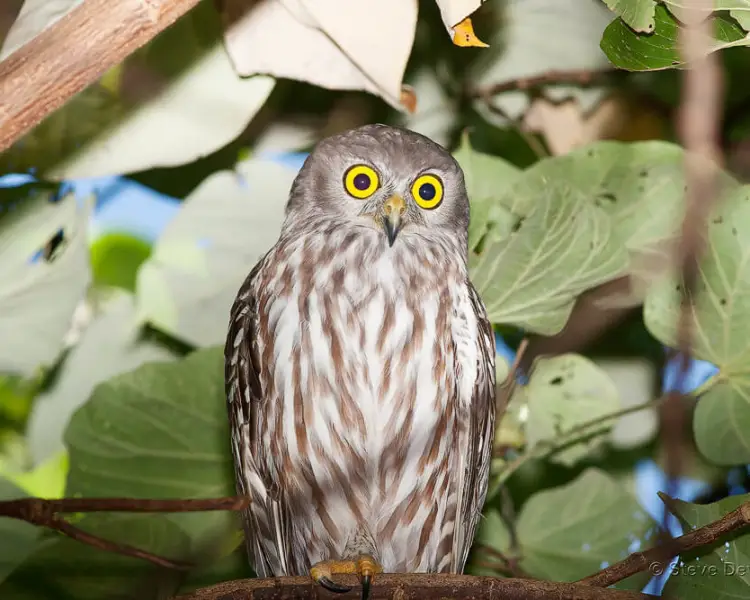Barking Owl Zoopedia Wiki Fandom barking-owl-zoopedia-wiki-fandom