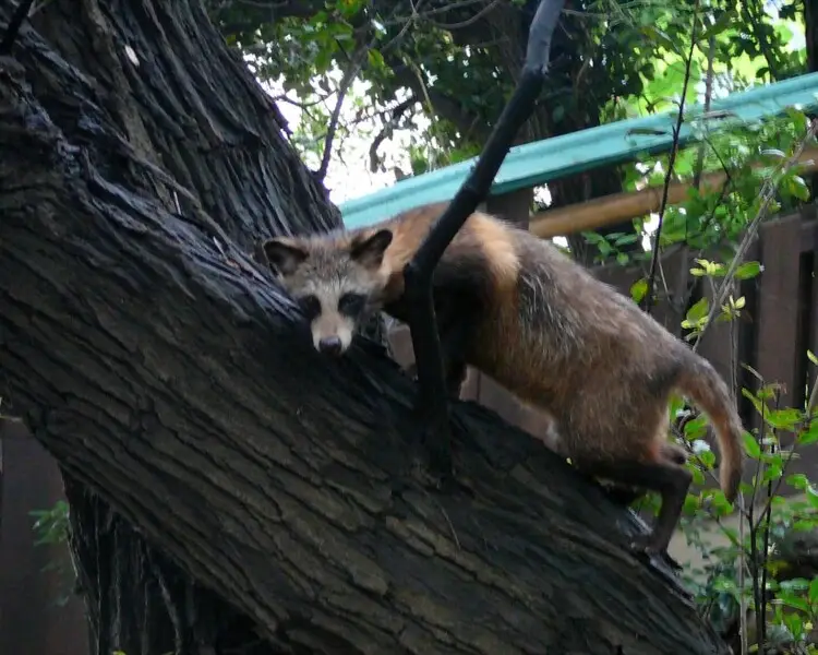 Japanese raccoon dog | Zoopedia Wiki | Fandom