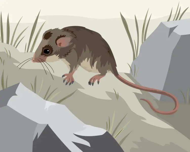 Mountain Pygmy Possum Zoopedia Wiki Fandom