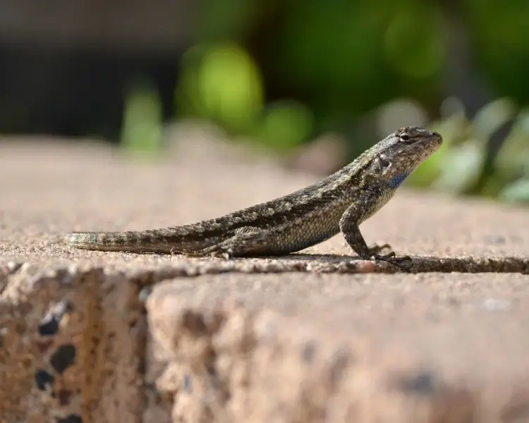 Western Fence Lizard Zoopedia Wiki Fandom
