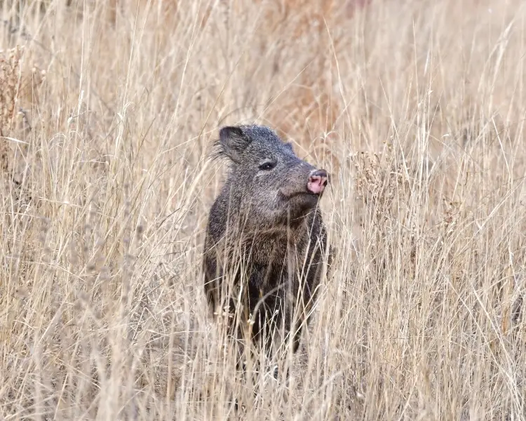 Collared Peccary Zoopedia Wiki Fandom