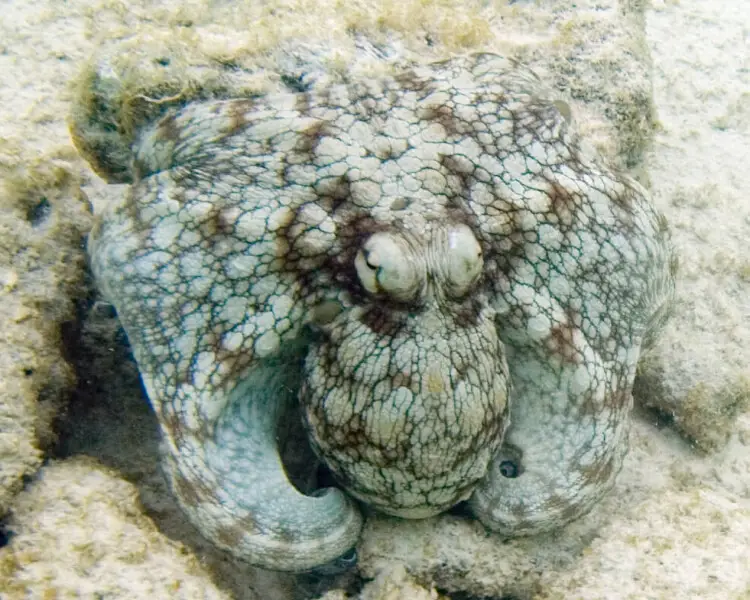 Common Octopus Zoopedia Wiki Fandom