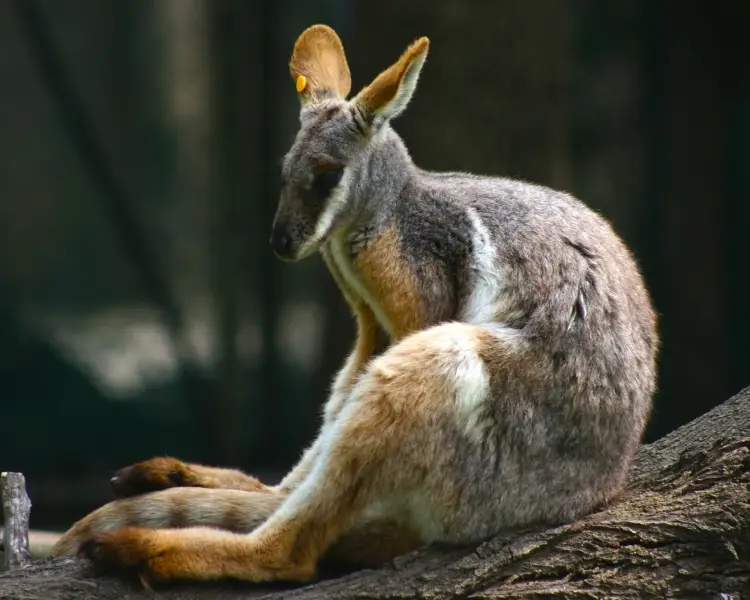 YellowFooted RockWallaby Zoopedia Wiki Fandom