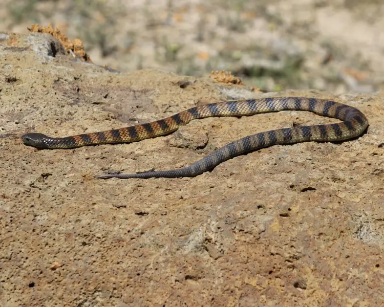 Tiger Snake Zoopedia Wiki Fandom