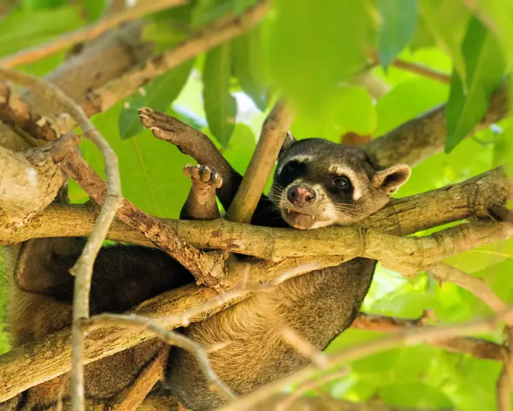 CrabEating Raccoon Zoopedia Wiki Fandom