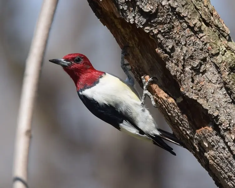 RedHeaded Woodpecker Zoopedia Wiki Fandom
