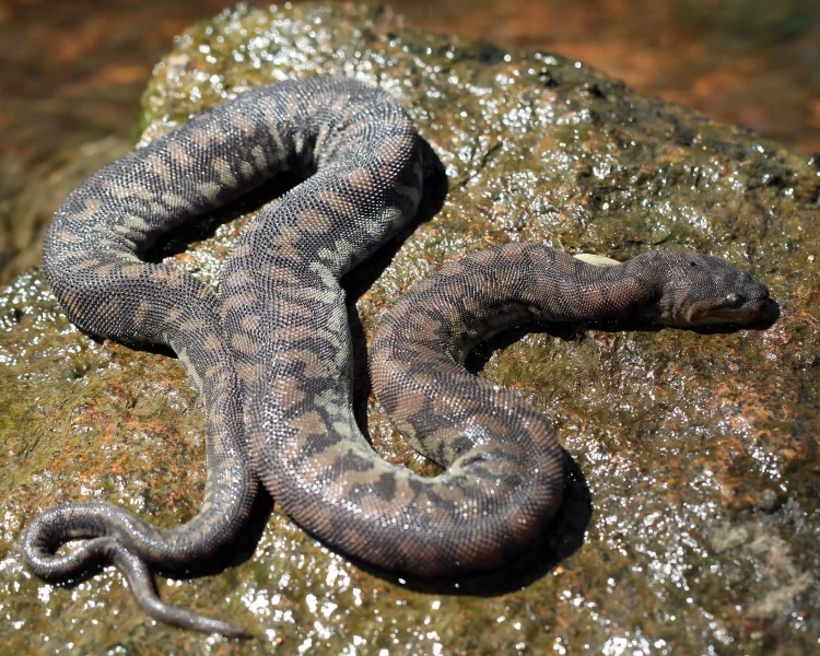 Arafura File Snake | Zoopedia Wiki | Fandom