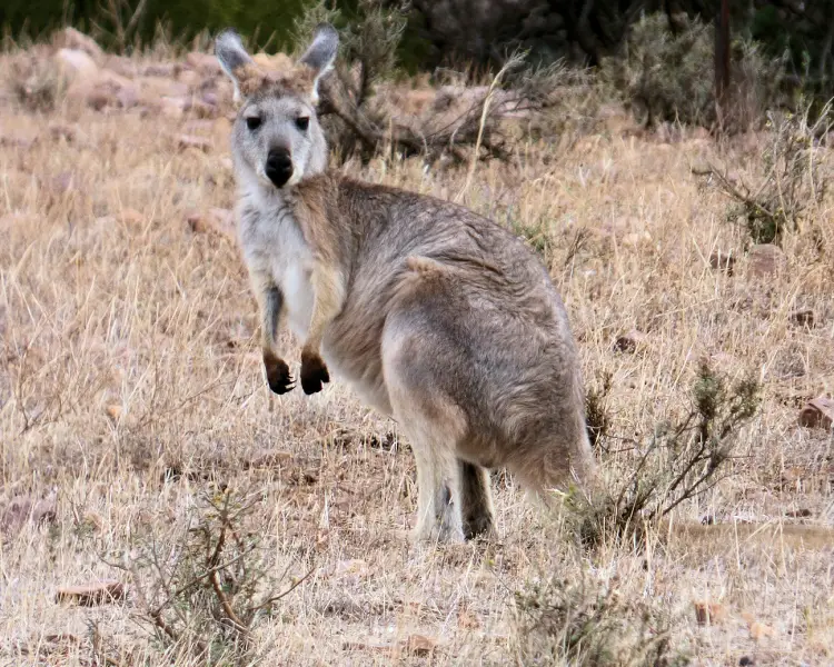 Common Wallaroo | Zoopedia Wiki | Fandom