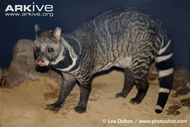 Large Indian Civet | Animals Wiki | Fandom