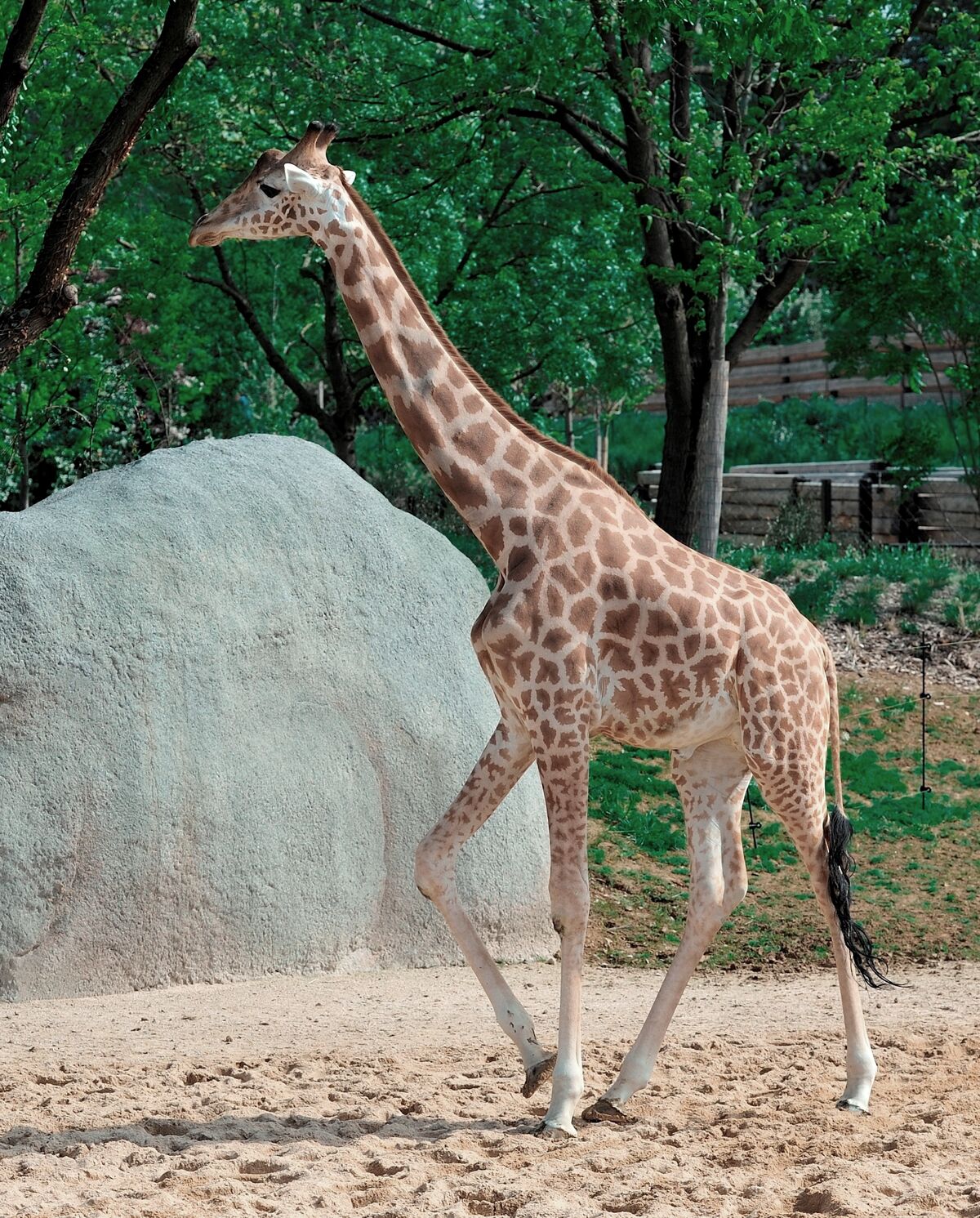 Giraffe | Animals Wiki | Fandom