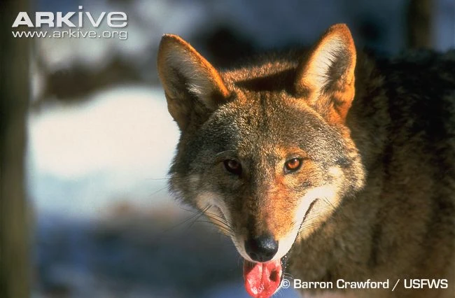 Red Wolf | Animals Wiki | Fandom
